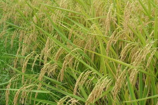 金谷48水稻种子介绍，生育期136天