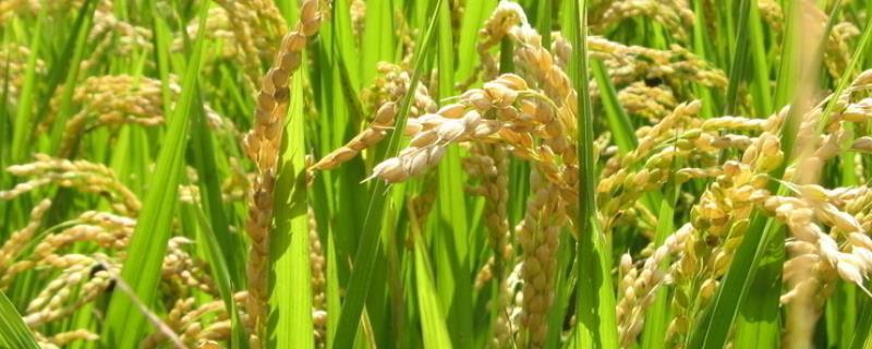 长粳529水稻品种简介，7月上中旬注意防治二化螟