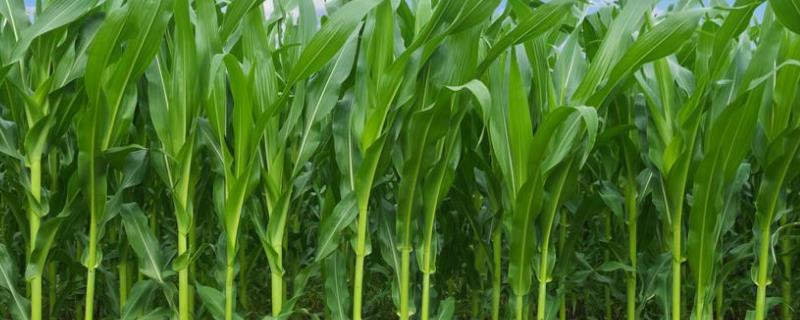 龙单206玉米品种的特性，种植密度不宜过大