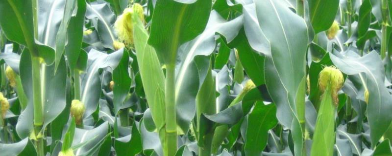 益农玉277玉米种简介，选择中等肥力地块