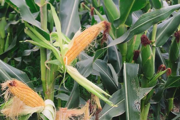龙育73玉米种子特征特性，机收籽粒玉米品种