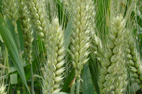 龙麦94小麦种子介绍，出苗至成熟生育日数87天左右