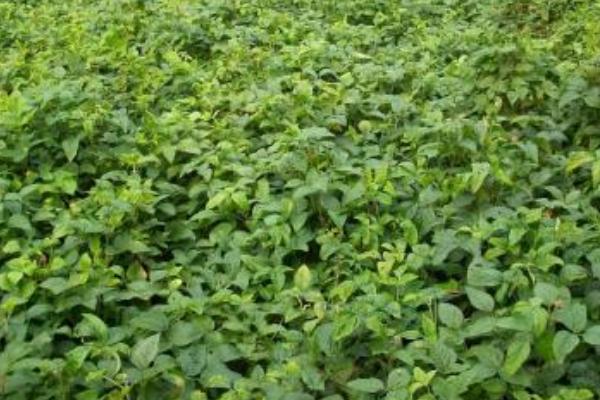 喜海7号大豆品种简介，选择中等肥力地块种植