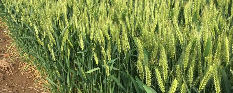 龙麦94小麦种子介绍，出苗至成熟生育日数87天左右
