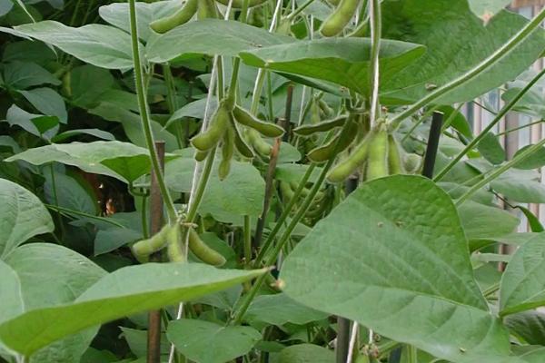 昊疆40号大豆品种简介，在适应区五月中上旬播种