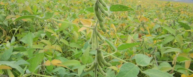 北疆5号大豆种子特点，该品种亚有限结荚习性