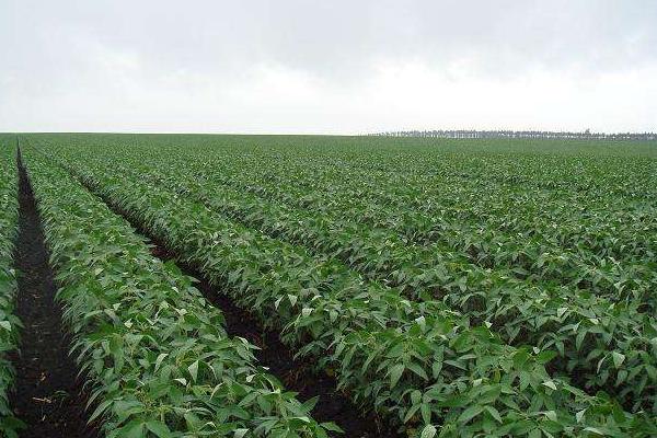 黑农553大豆品种简介，该品种亚有限结荚习性