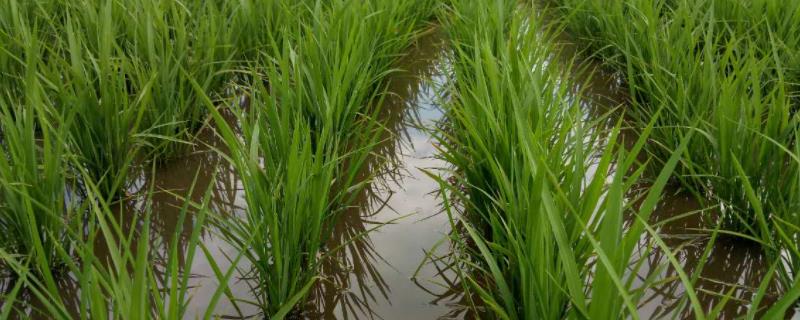 龙盾712水稻种子简介，该品种主茎11片叶