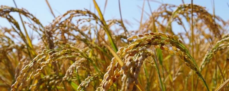 天隆粳391水稻种简介，该品种主茎11片叶