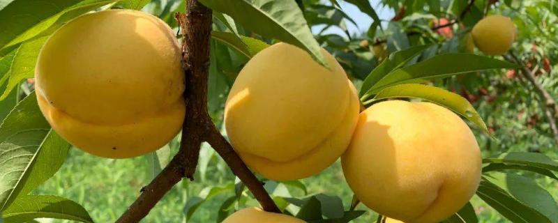 常见的桃子品种，品种众多特点不一