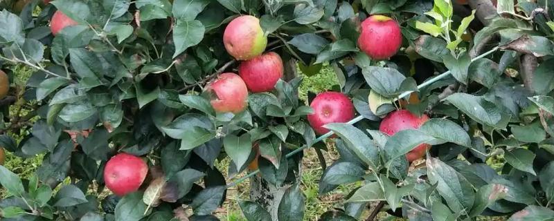苹果树怎么栽培，在春天进行定植为佳