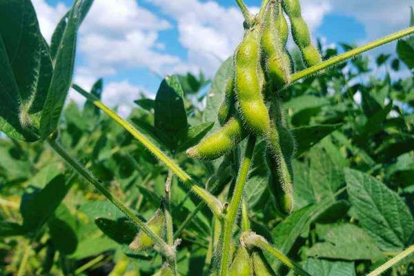 苏豆28大豆品种的特性，注意炭疽病等病虫害防治