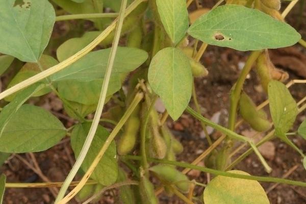 淮鲜豆10号大豆品种简介，中低产田或迟播应适当增加密度