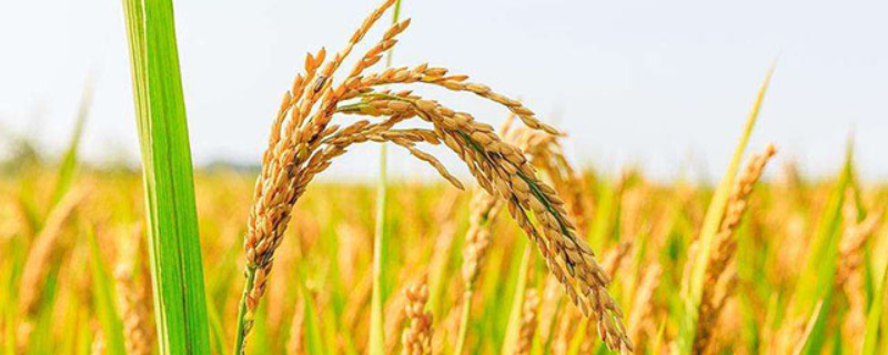 软玉7276水稻种简介，手栽秧每亩用种25~30公斤