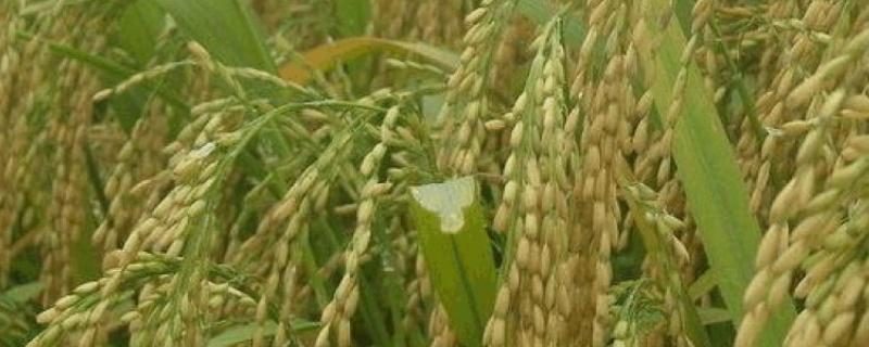 鸿源209水稻种子特点，该品种主茎12片叶