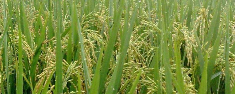 维沃1号水稻种子特征特性，普通粳稻品种