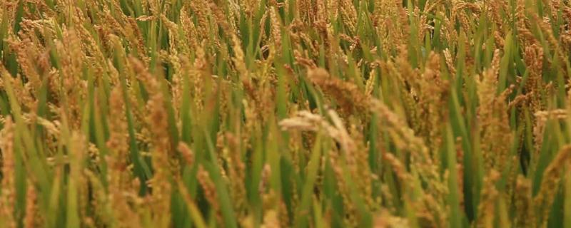 龙稻209水稻种简介，香稻品种