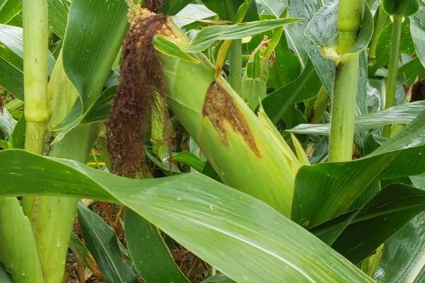 圣甜艾菲玉米种子介绍，后期重点防治玉米螟的危害