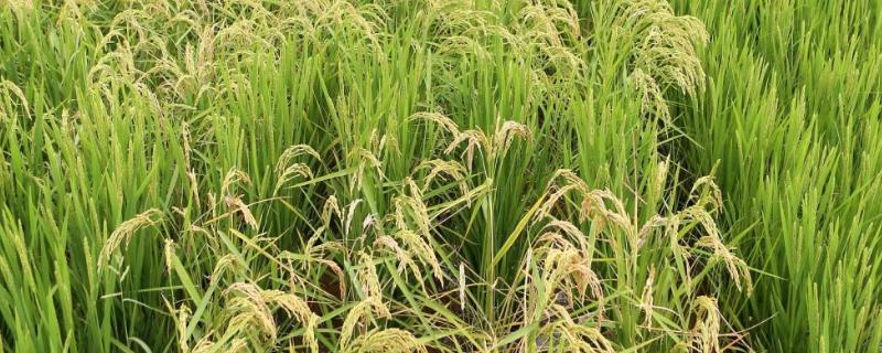 申优R1水稻种子简介，5月中下旬播种