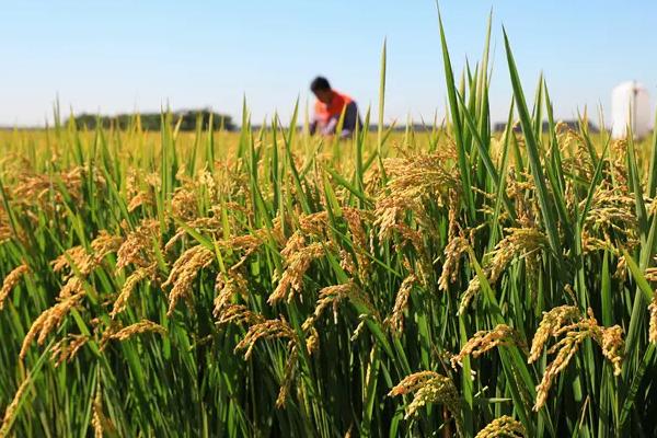 申优R1水稻种子简介，5月中下旬播种