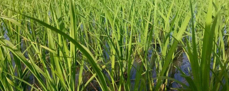镇粳606水稻种子特点，机插秧一般5月下旬播种