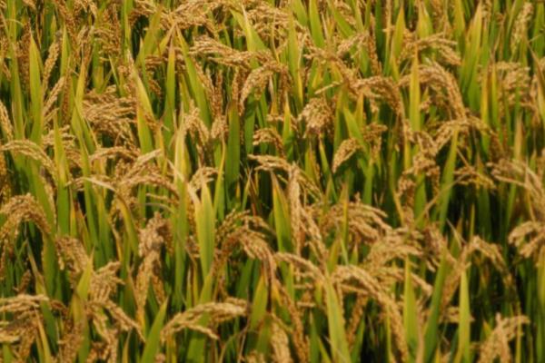 宁粳16号水稻种子介绍，每亩1.8万穴