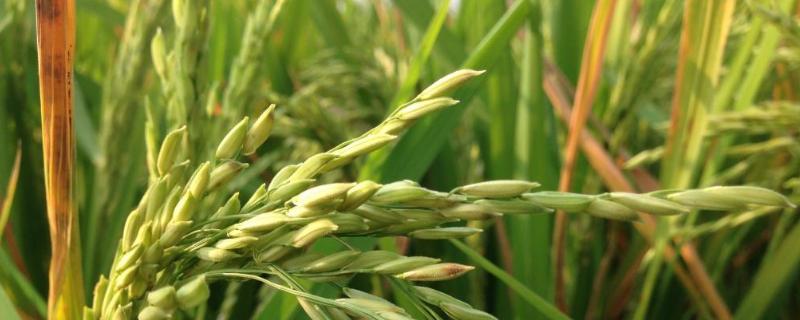 常农粳17号水稻种子特点，病虫害综合绿色防治