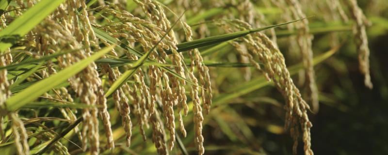 洪扬5号水稻种简介，病虫害综合绿色防治