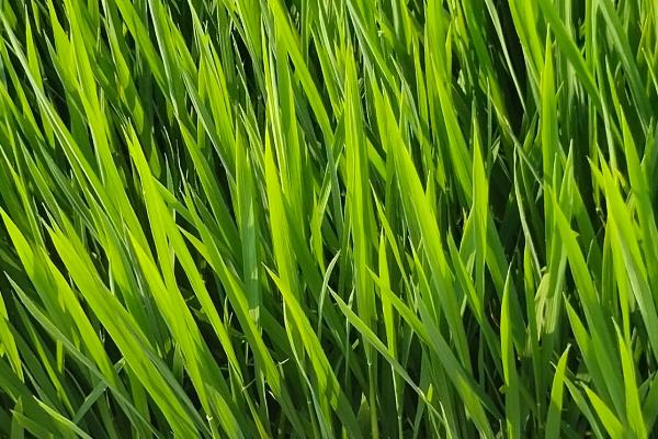 德3优42水稻种子介绍，搁田前后及时防治纹枯病