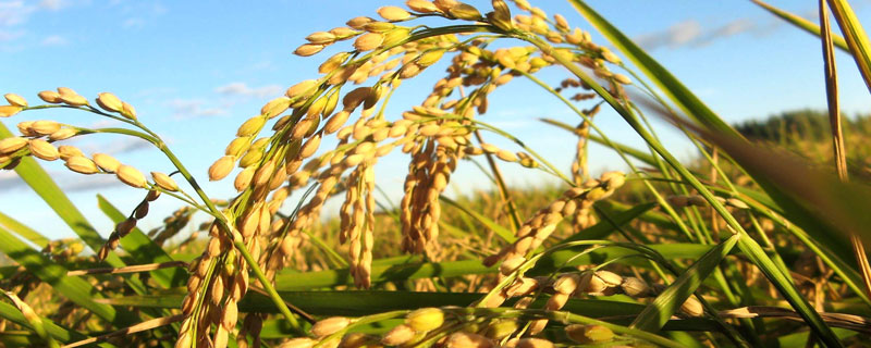 华粳15号水稻品种的特性，机插稻5月下旬播种
