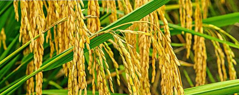 甬优79水稻种简介，着粒密度较稀