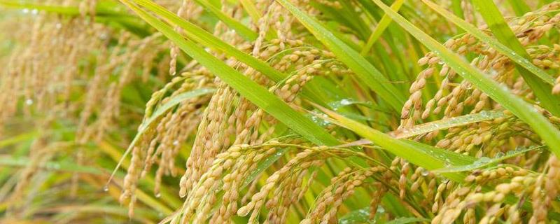 春优167水稻品种简介，该品种株高中等