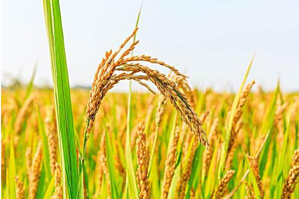 钱6优688水稻种子介绍，该品种株高中等