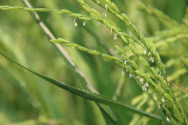 泰两优美丝水稻种子介绍，该品种株高中等
