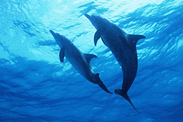 海豚是什么动物，是哺乳动物