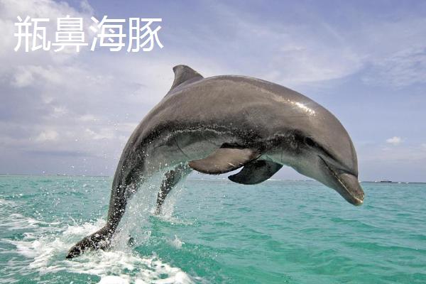 海豚是什么动物，是哺乳动物