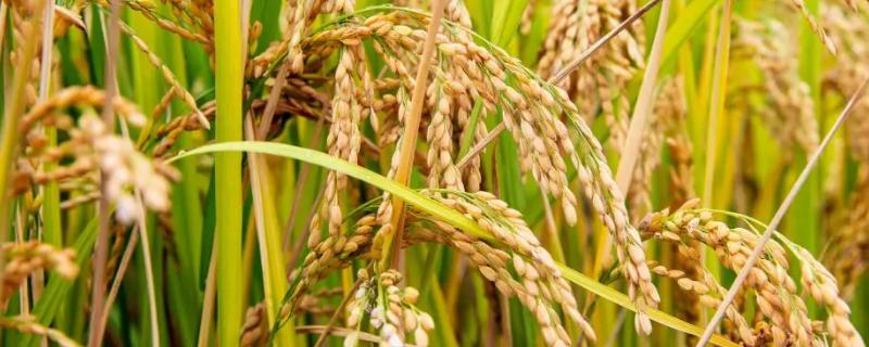 秀优6号水稻品种简介，该品种植株较高