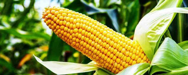 夏兴919玉米种子特点，普通夏玉米品种