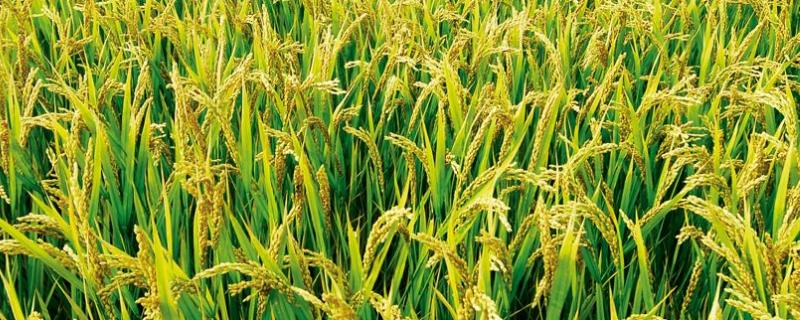 宁优799水稻品种简介，该品种植株较高