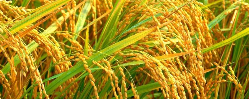 金香优598水稻种子特点，抗旱等级为中抗