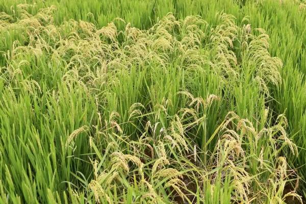 旱优196水稻品种的特性，中籼三系杂交水稻品种