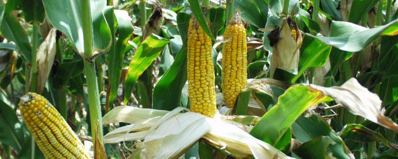 皖怀玉707玉米种子介绍，普通夏玉米品种