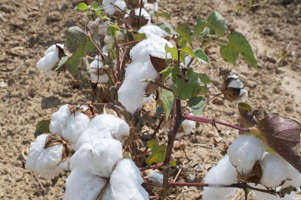 中棉1279棉花种子特征特性，春棉转基因杂交品种