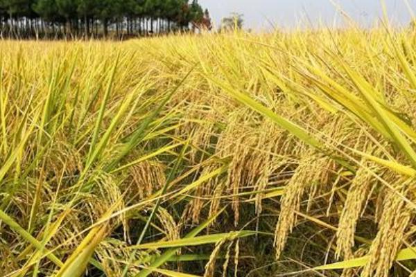 兆两优999水稻种子介绍，中籼两系杂交水稻品种