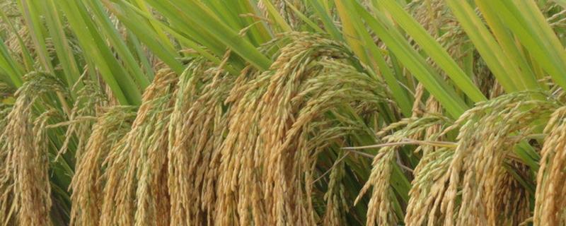 徽粳902水稻品种的特性，栽插密度2.5万穴/亩