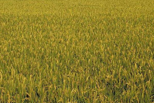 润稻118水稻品种简介，晚粳常规水稻品种
