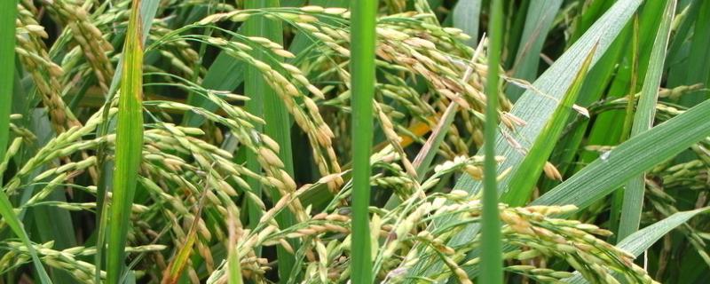 润稻118水稻品种简介，晚粳常规水稻品种