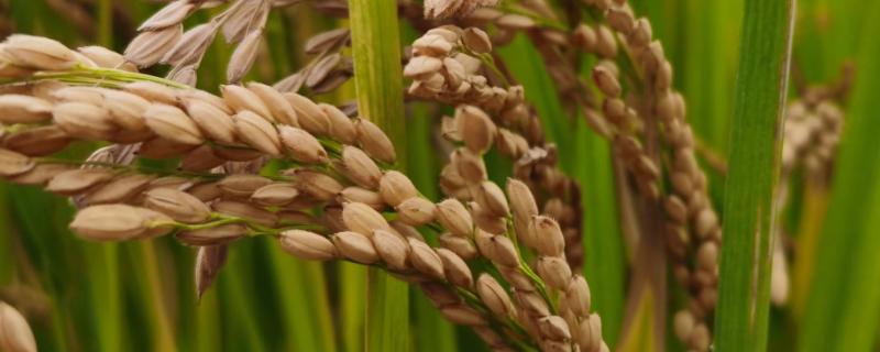 刚两优678水稻种子介绍，中籼两系杂交水稻品种