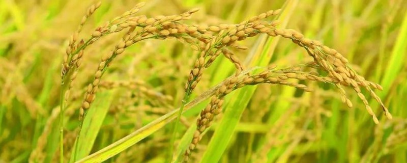 徽占499水稻种简介，中籼常规水稻品种