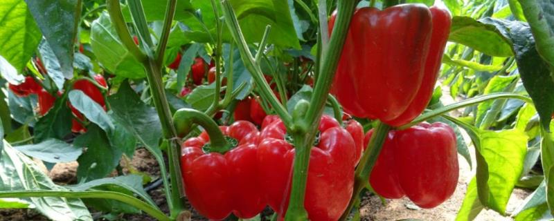 彩椒怎么种，需控制好温度和湿度